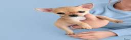 Chihuahua dogs for sale: Chihuahua - Advert 4