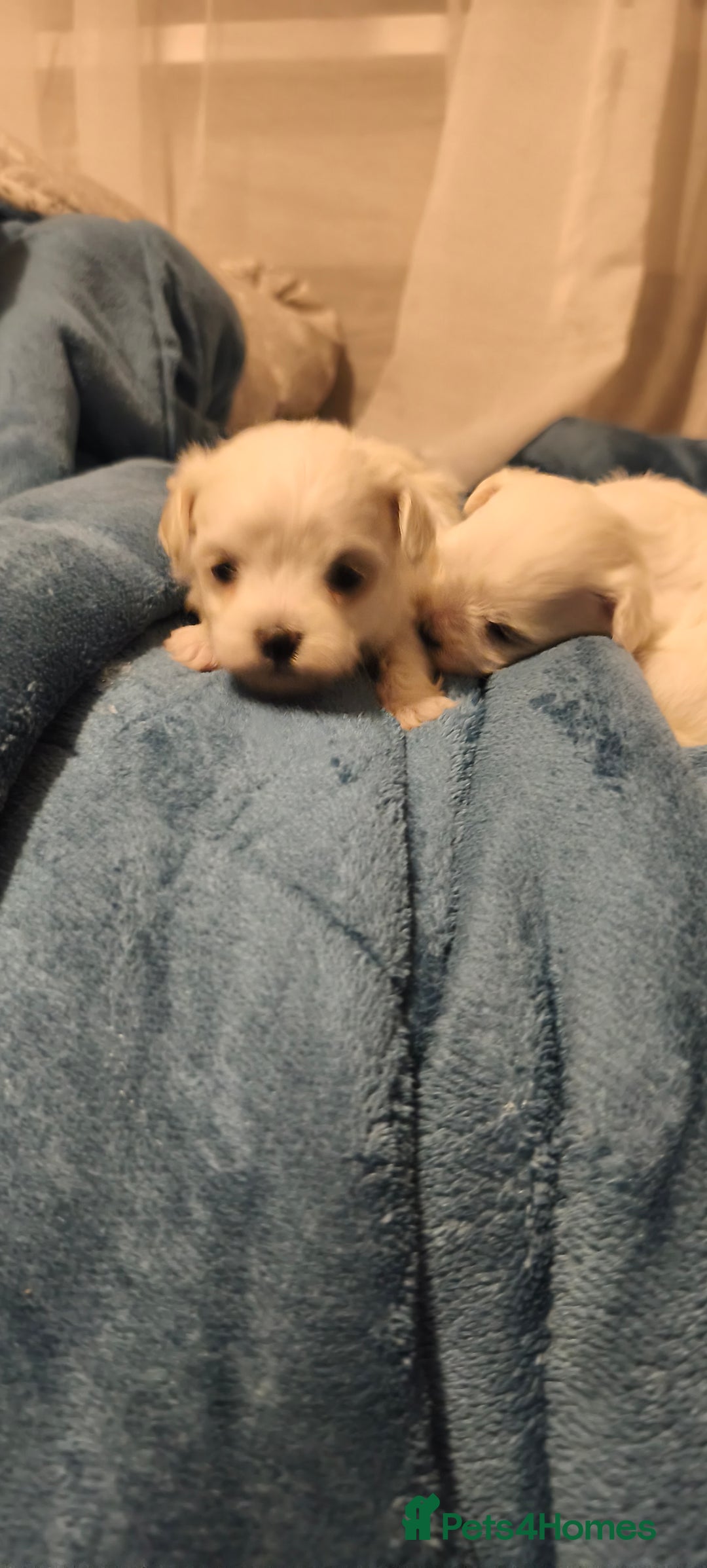 Maltese dogs for sale: Maltese puppys  - Advert 1