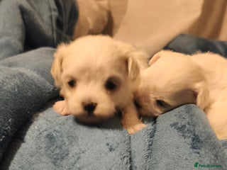Maltese dogs Maltese puppys - Advert 2