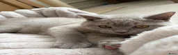British Shorthair cats for sale: Beautiful British shorthair kitten  - Advert 5