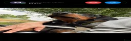 Dobermann dogs for sale: Male Doberman for sale - Advert 2