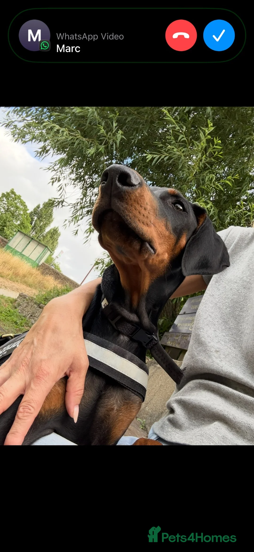 Dobermann dogs for sale: Male Doberman for sale - Advert 2