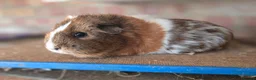 Guinea Pig rodents for sale: Guniea pigs for sale  - Advert 6