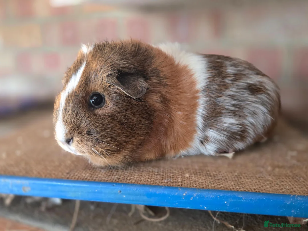 Guinea Pig rodents for sale: Guniea pigs for sale  - Advert 6