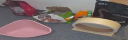Rat rodents for sale: Two sweetest female rats with large enclosure  - Advert 5