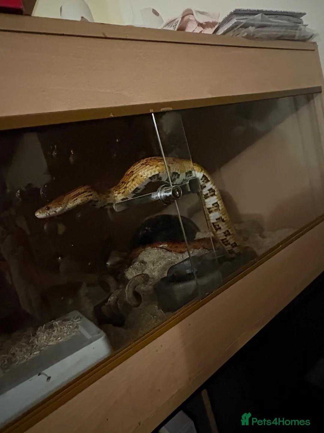 Corn Snake reptiles for sale: Eggsy in Preston - Advert 3