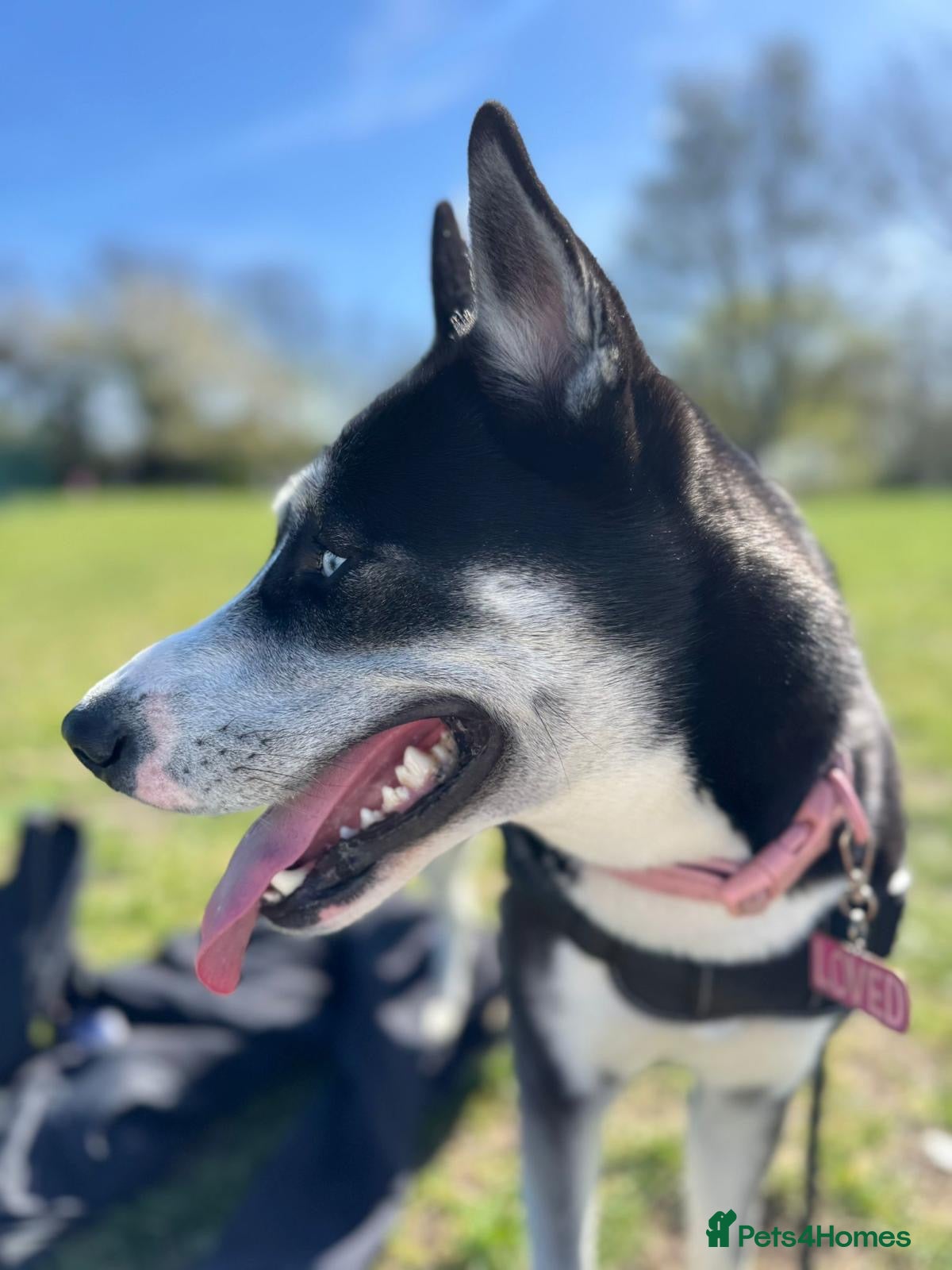 Mixed Breed dogs Beautiful Husky x Collie ( Female ) - Advert 4