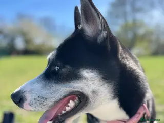 Mixed Breed dogs Beautiful Husky x Collie ( Female ) - Advert 6