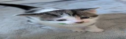 Domestic Shorthair cats for sale: Tabby/grey and white kittens! - Advert 5