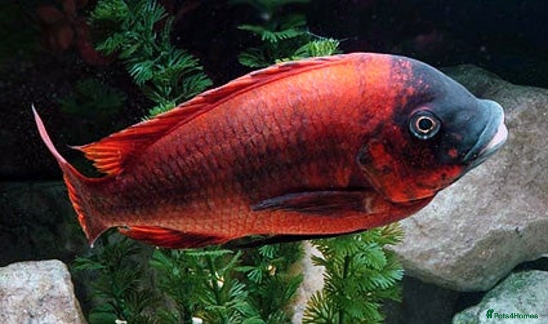 Cichlids fish for sale: Petrochromis Red Bulu Point cichlids- RARE F1 Wild - Advert 2