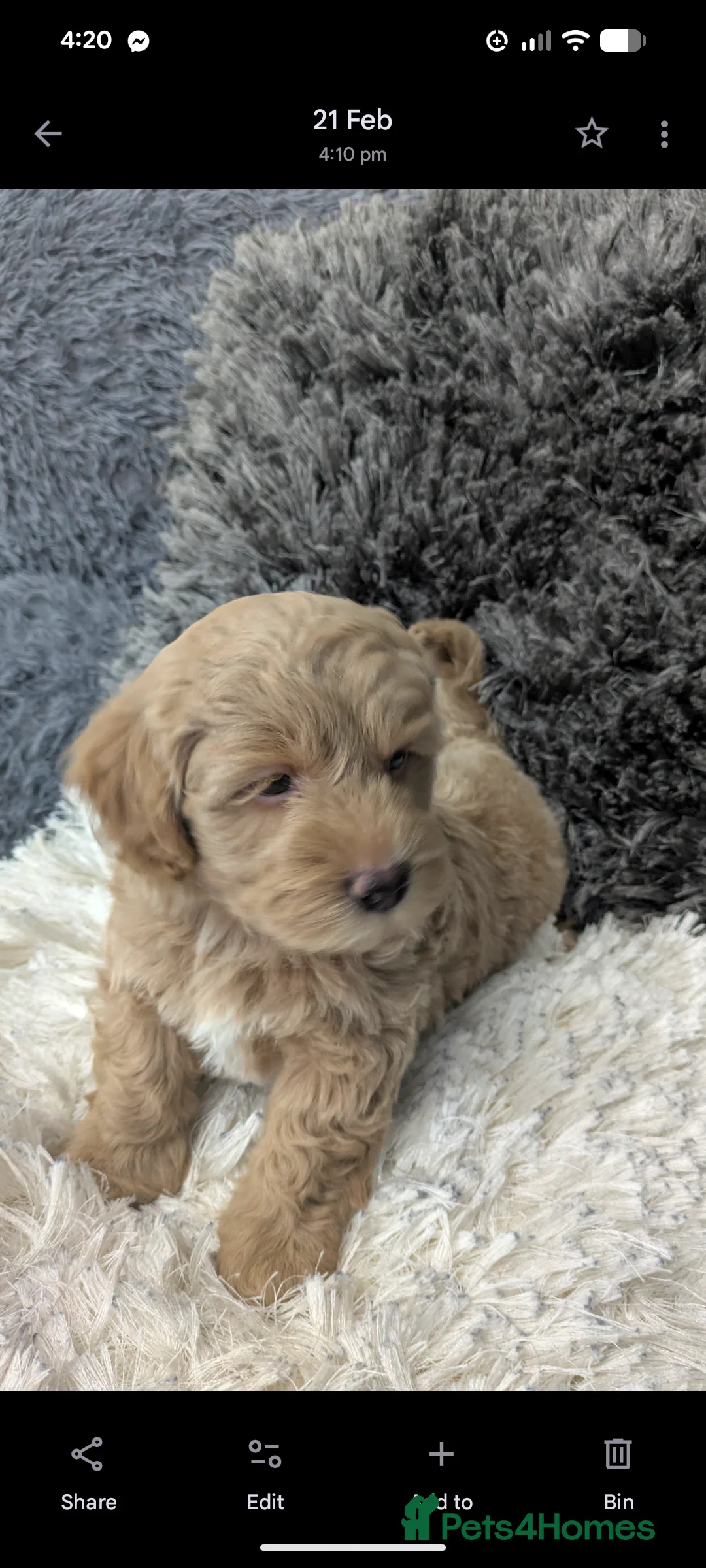 Lhasapoo dogs for sale: TEDDY BEAR LHASAPOO  in Durham - Advert 2