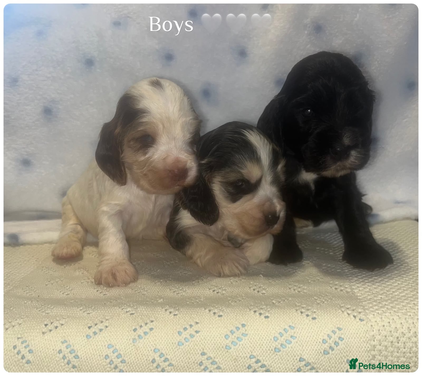 Cocker Spaniel dogs 🐾BEAUTIFUL KC REGISTERED SHOW COCKERS🐾 - Advert 1