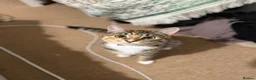 Domestic Shorthair cats for sale: Cute and Fun almost 1yr old Female cat - Advert 2