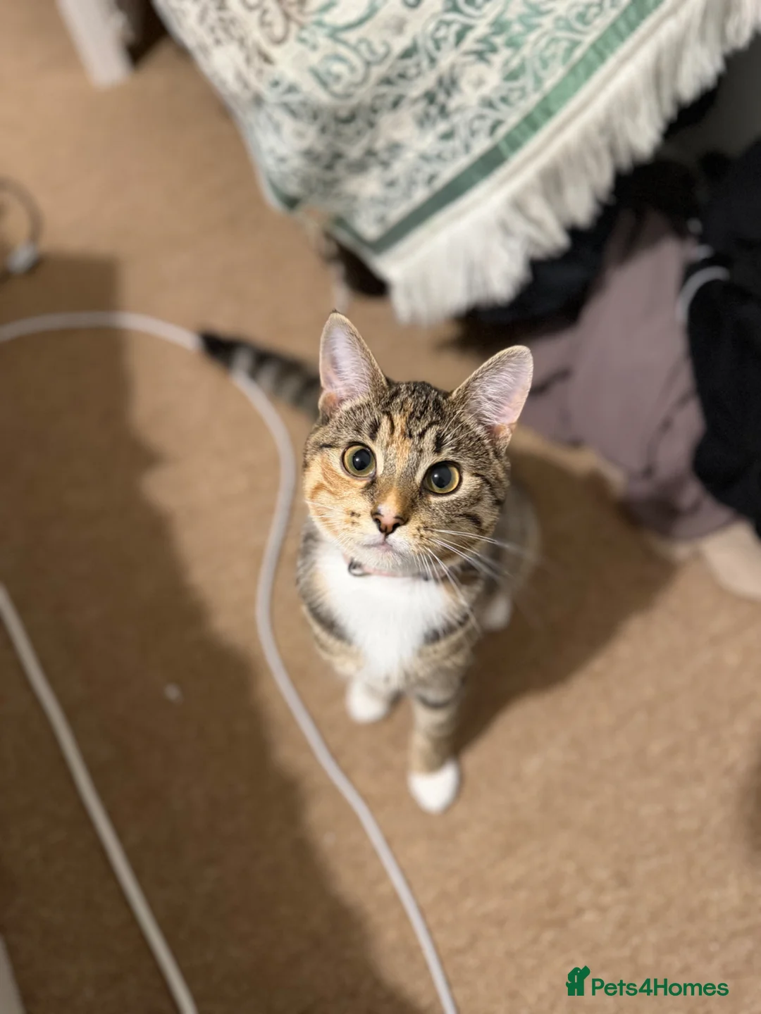 Domestic Shorthair cats for sale: Cute and Fun almost 1yr old Female cat - Advert 2
