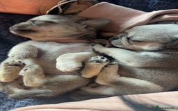 Pug dogs for sale: 7 Pug puppies  - Image 12