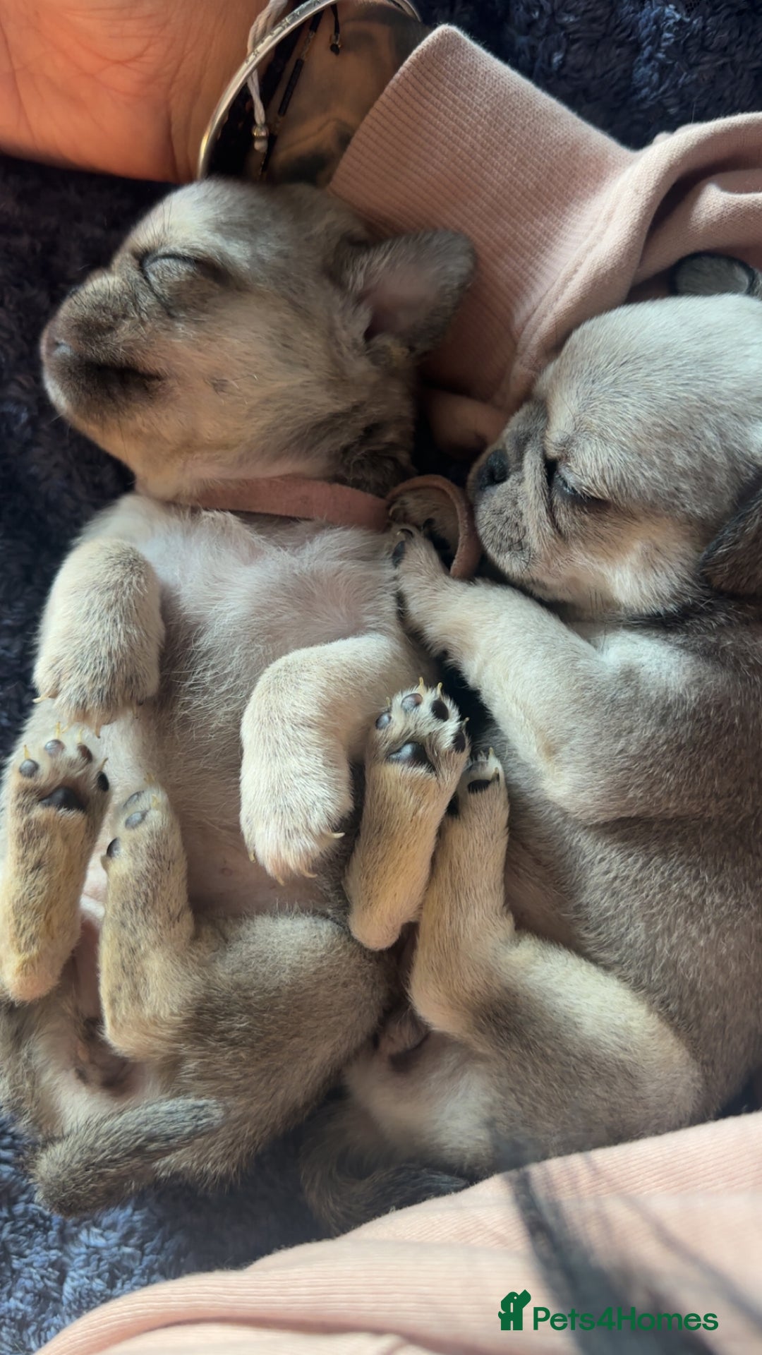 Pug dogs for sale: 7 Pug puppies  - Image 12