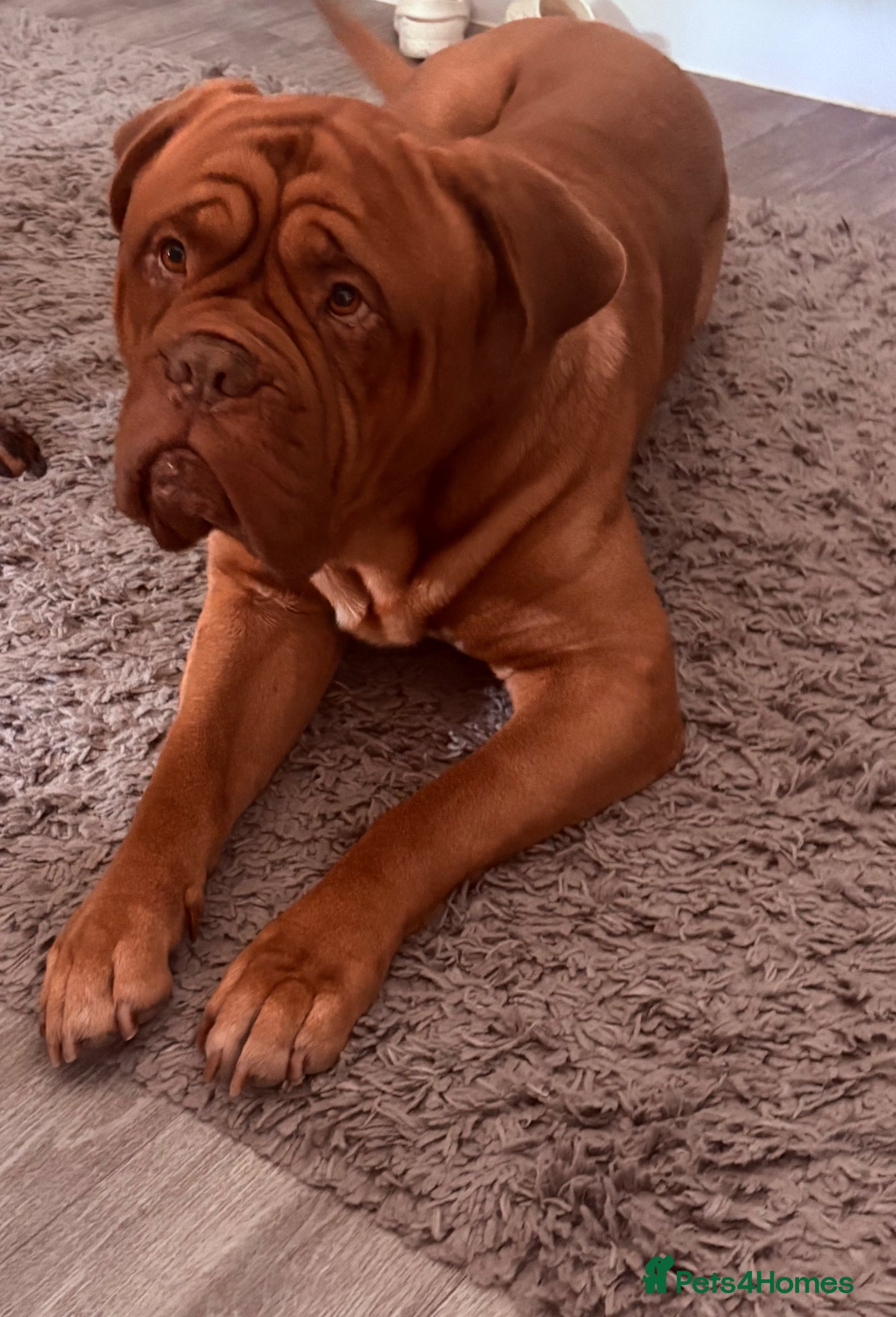 Dogue De Bordeaux dogs for sale: Ronnie  - Advert 2