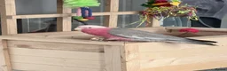 Cockatoo birds for sale: Cockatoo galah  - Advert 1