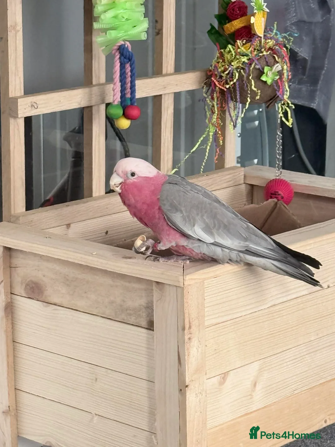 Cockatoo birds for sale: Cockatoo galah  - Advert 1