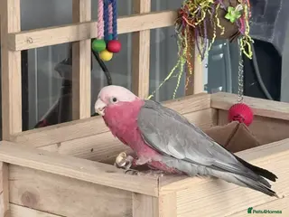 Cockatoo birds Cockatoo galah - Advert 14