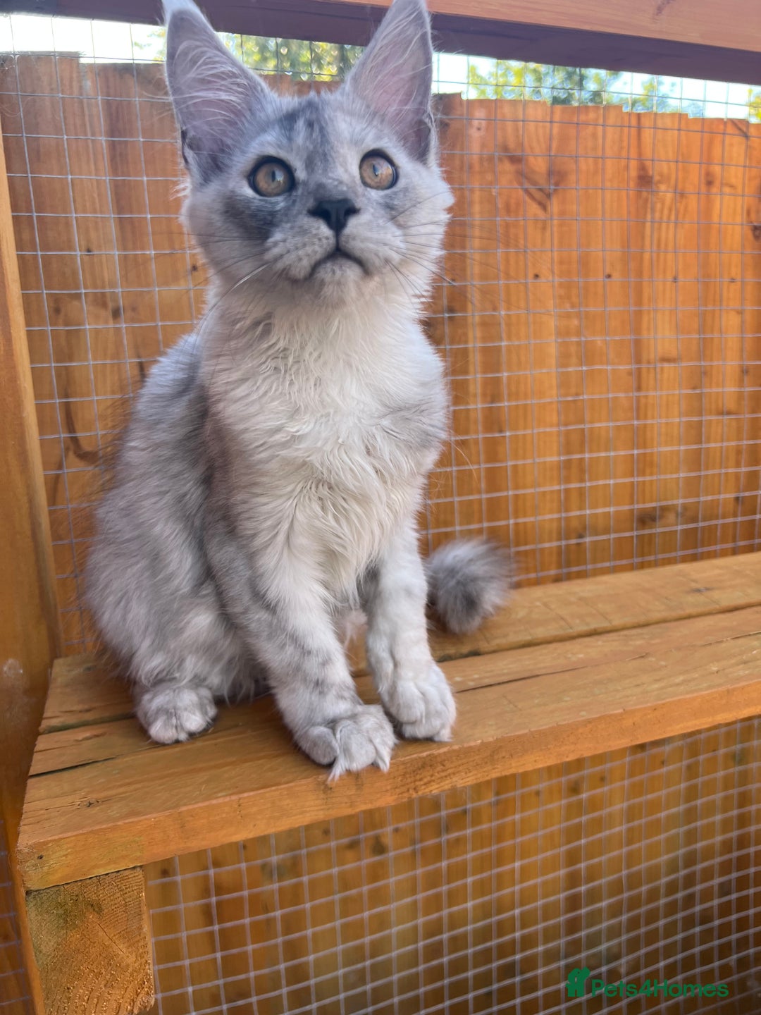 Maine Coon cats for sale: TICA Maine Coon girl female high black smoke  - Image 3