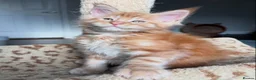 Maine Coon cats for sale: PureBred maine coon kittens - Advert 7