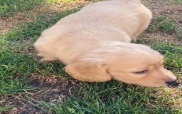 Miniature Dachshund dogs for sale: English Cream Mini Long Haired Dachshund  - Image 13