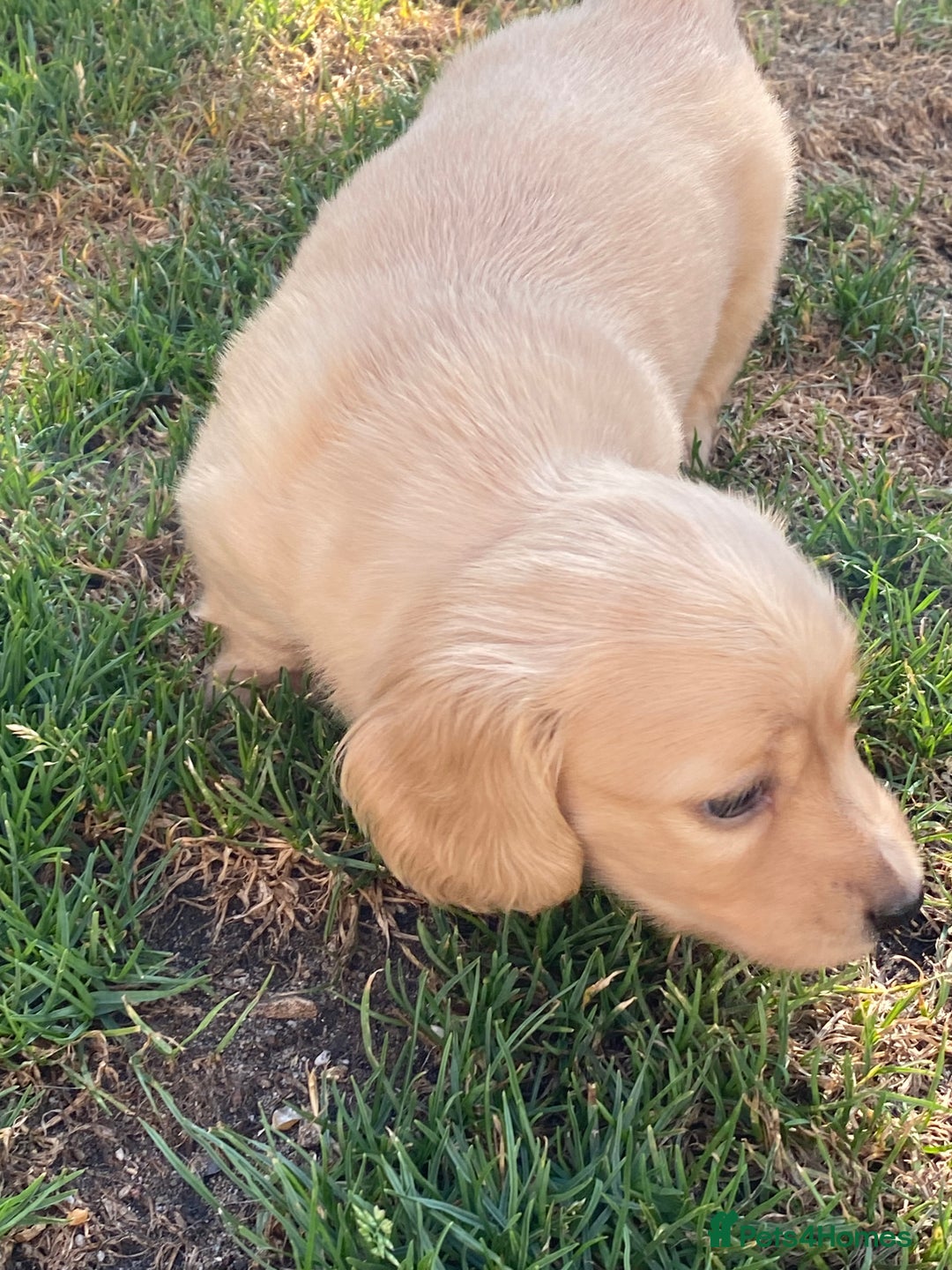 Miniature Dachshund dogs for sale: English Cream Mini Long Haired Dachshund  - Image 13