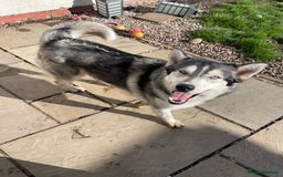 Siberian Husky dogs for stud: PROVEN KC Registered Siberian Husky Stud ONLY in Solihull - Image 8