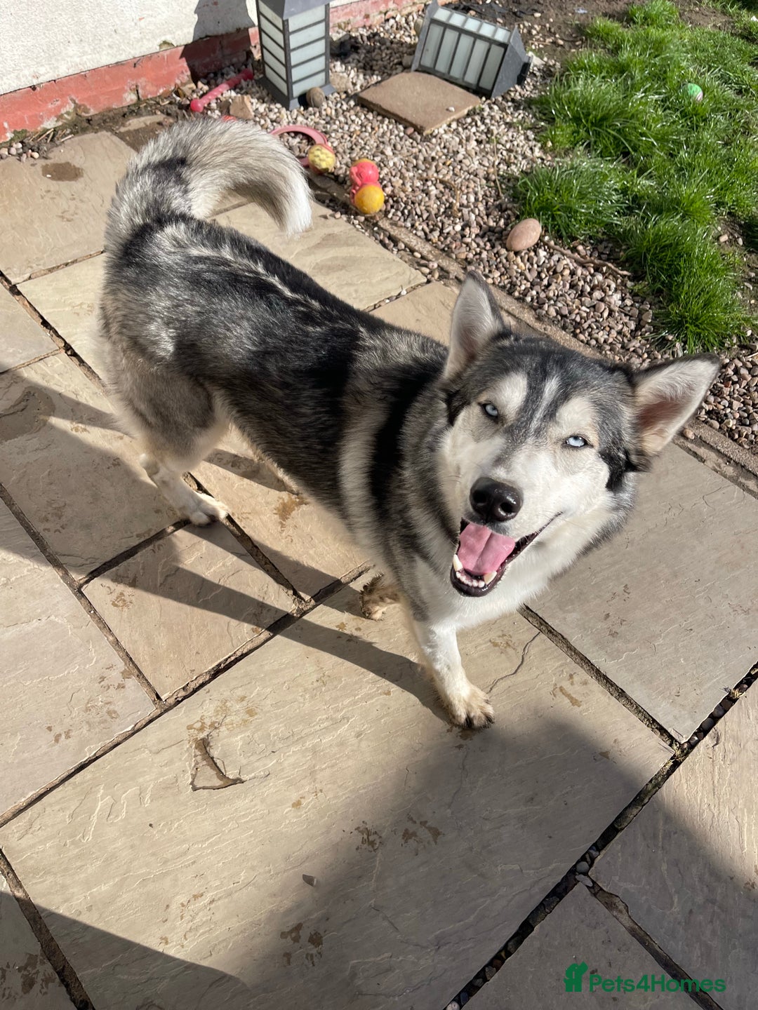 Siberian Husky dogs for stud: PROVEN KC Registered Siberian Husky Stud ONLY in Solihull - Image 8