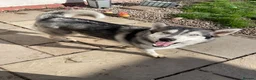 Siberian Husky dogs for stud: PROVEN KC Registered Siberian Husky Stud ONLY in Solihull - Advert 9