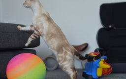 Siamese cats for sale: 🧬F1 BENAMESE KITTENS🧬 1 LITTLE BOY LEFT - Image 11