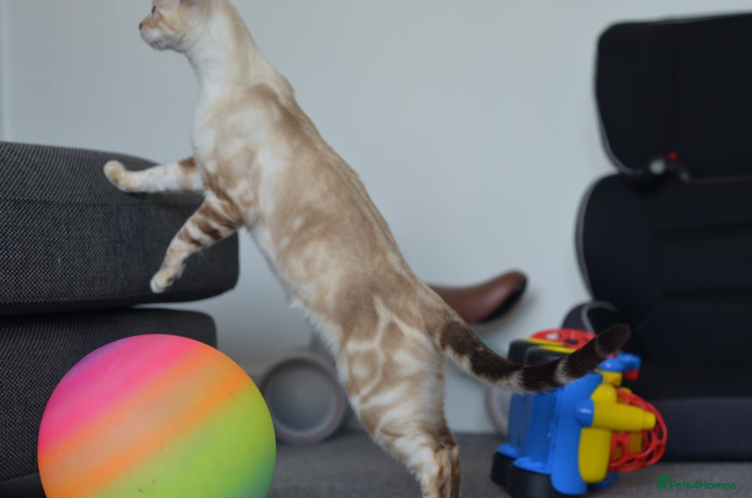 Siamese cats for sale: 🧬F1 BENAMESE KITTENS🧬 1 LITTLE BOY LEFT - Image 11