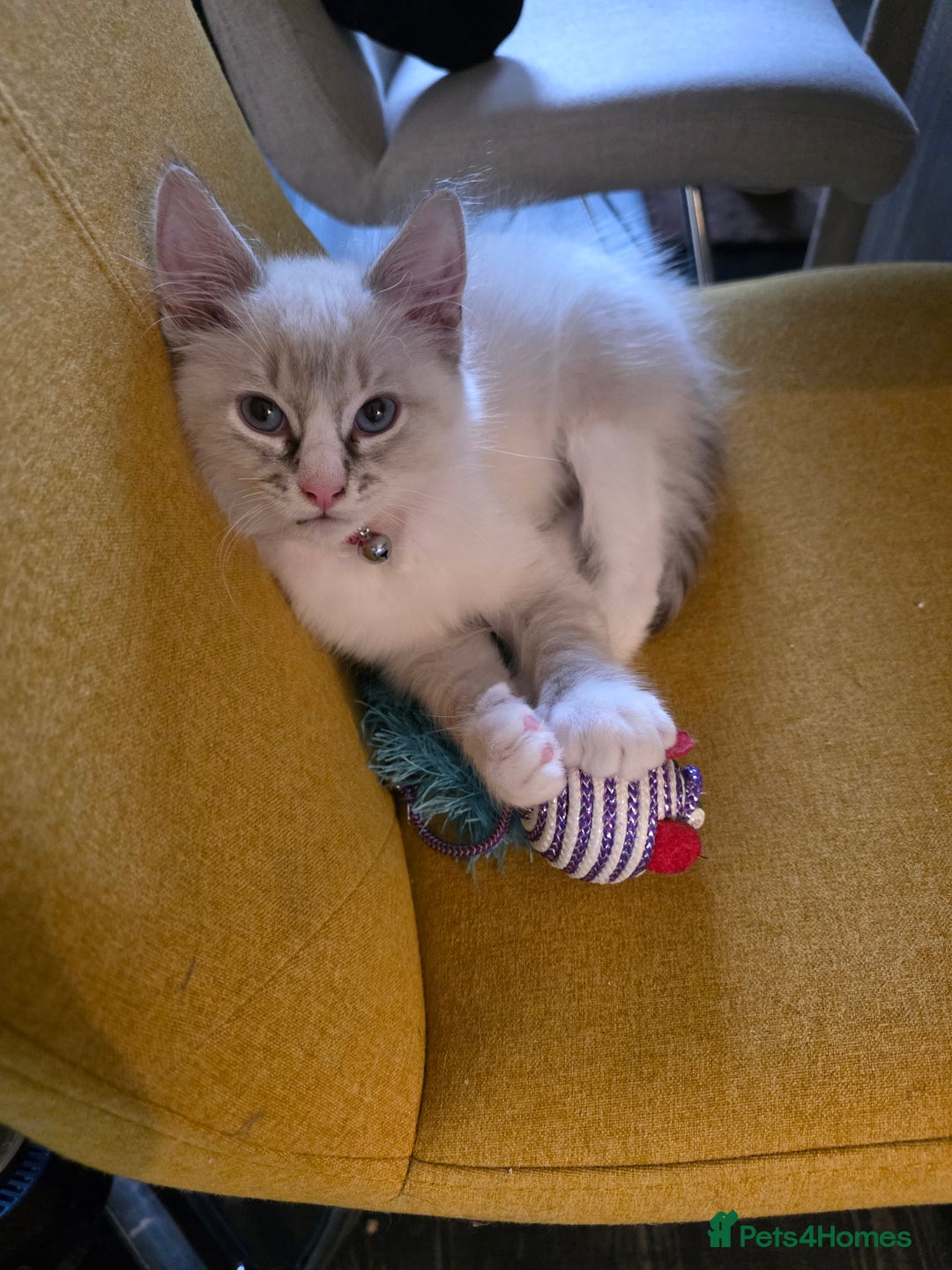 Ragdoll cats for sale: Playful loving boy looking for family home 🏡 - Advert 1