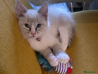 Ragdoll cats Playful loving boy looking for family home 🏡 - Advert 1