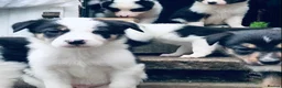 Border Collie dogs for sale: Beautiful Border Collie Puppies Classic Tricolour - Advert 8