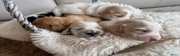 Cocker Spaniel dogs for sale: Show type cocker spaniel puppie  - Advert 11