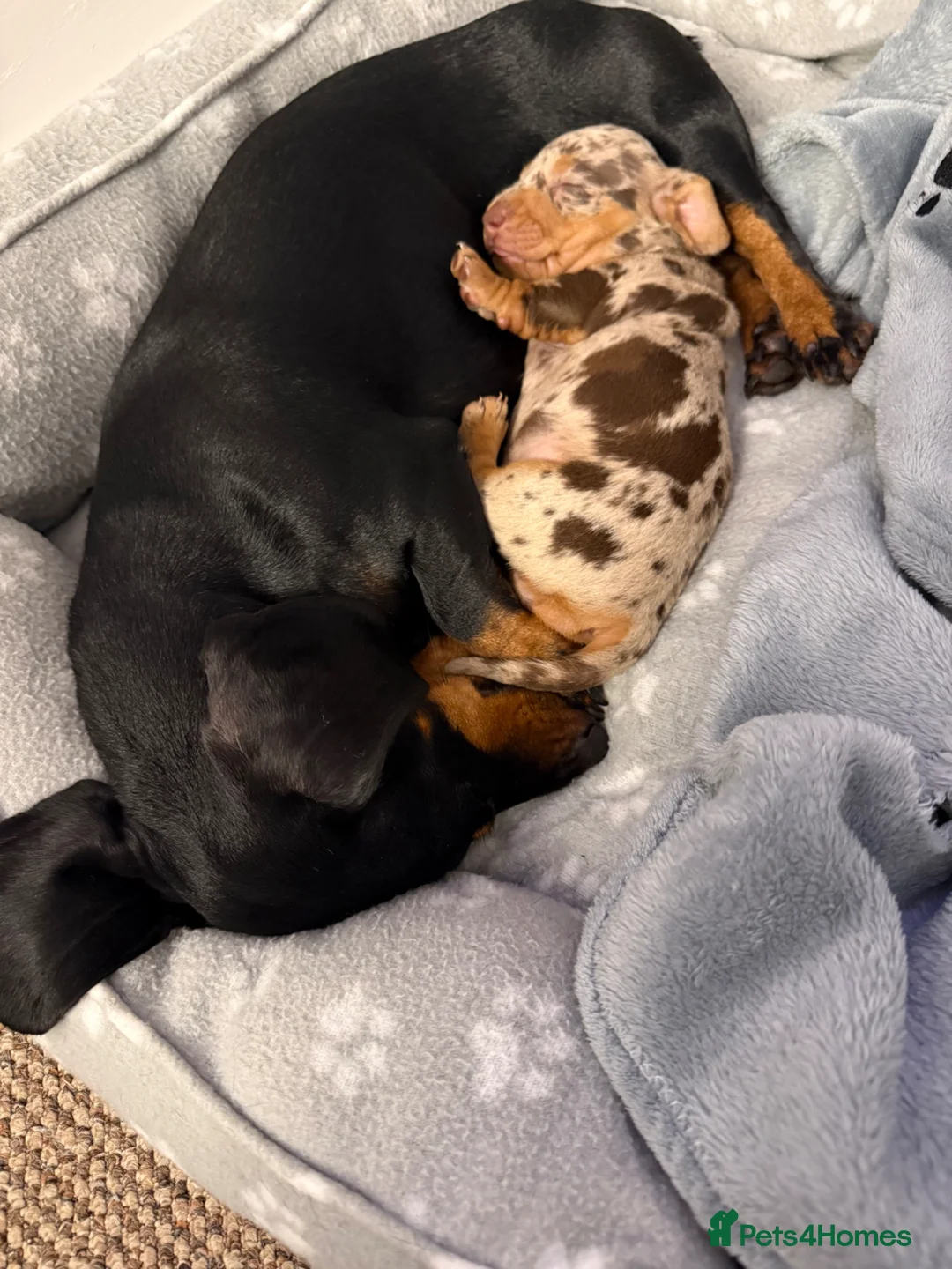 Miniature Dachshund dogs for sale: Beautiful Dapple Mini Dachshund  - Advert 2