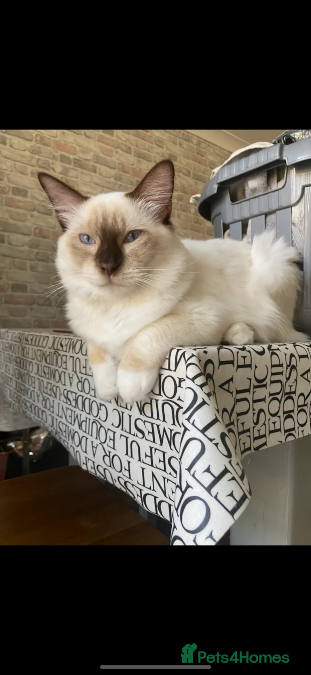 Ragdoll cats for stud: Gorgeous GGCF/TICA chocolate  mitted ragdoll in Norwich - Advert 5