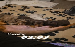 Miniature Dachshund dogs for sale: Fun-Loving Best Miniature Dachshund puppies Awaits - Advert 1