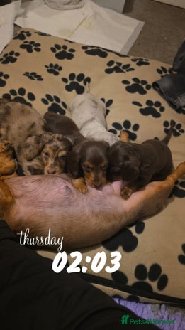 Miniature Dachshund dogs Fun-Loving Best Miniature Dachshund puppies Awaits - Advert 4