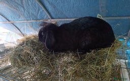 Rex rabbits for sale: Rex, lop, newzeland whites and more  - Image 7