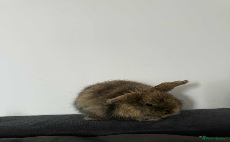 Mini Lop rabbits - Advert 1