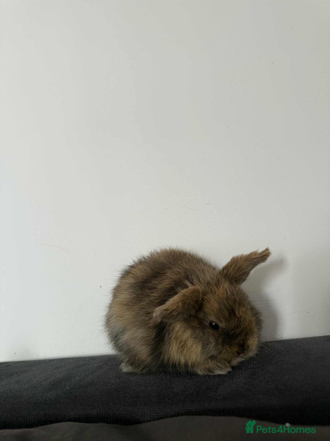 Mini Lop rabbits for sale: Mini Loop - Image 1