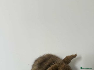 Mini Lop rabbits - Advert 8