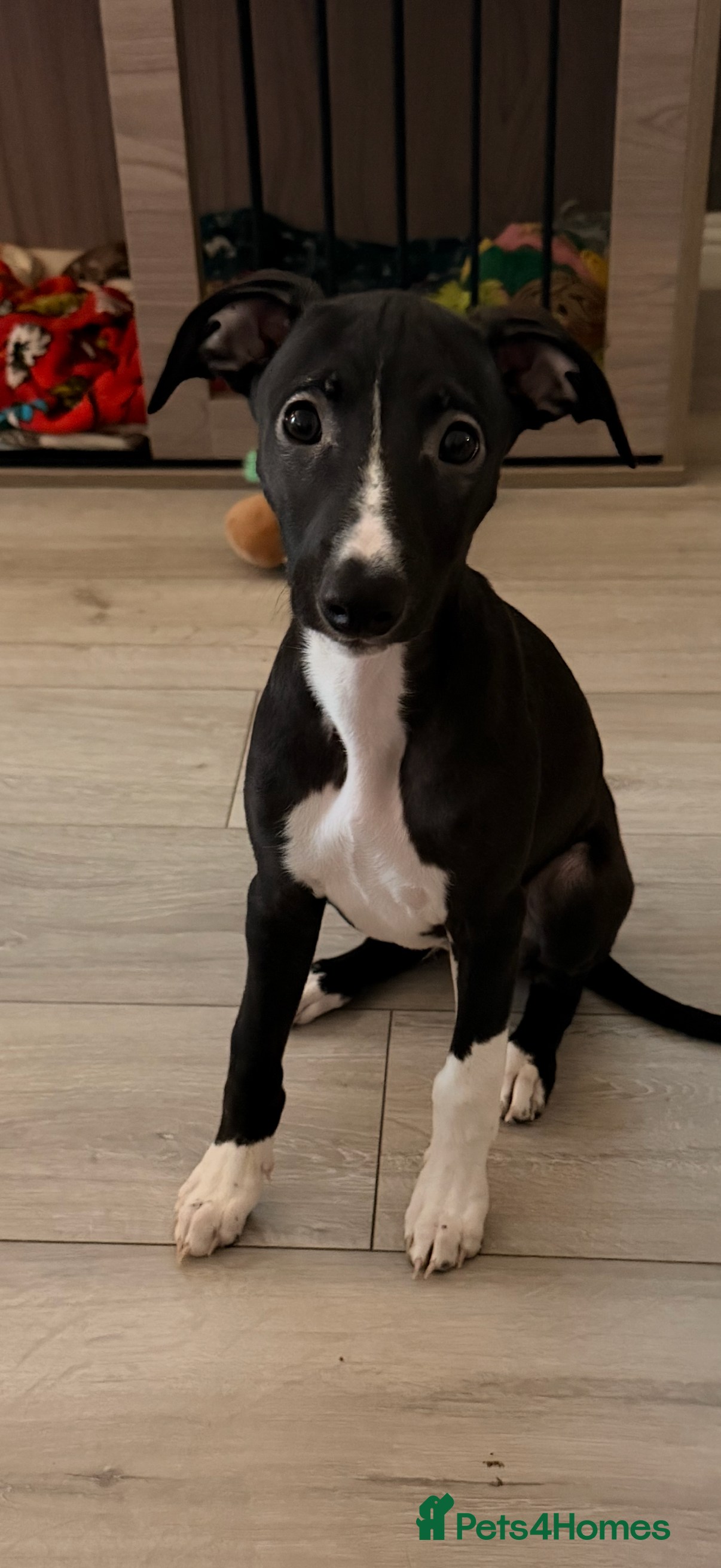 Whippet dogs Black kc registered boy  - Advert 1