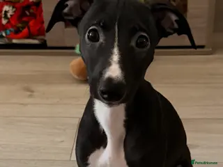 Whippet dogs Black kc registered boy - Advert 1