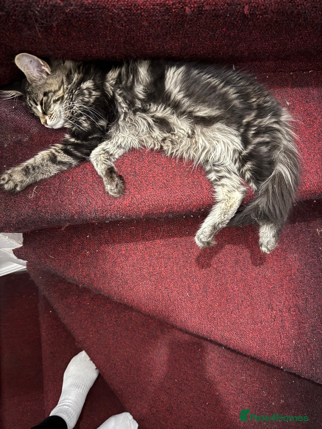 Maine Coon cats for sale: Maine Coon Kittens in Greenford - Image 32