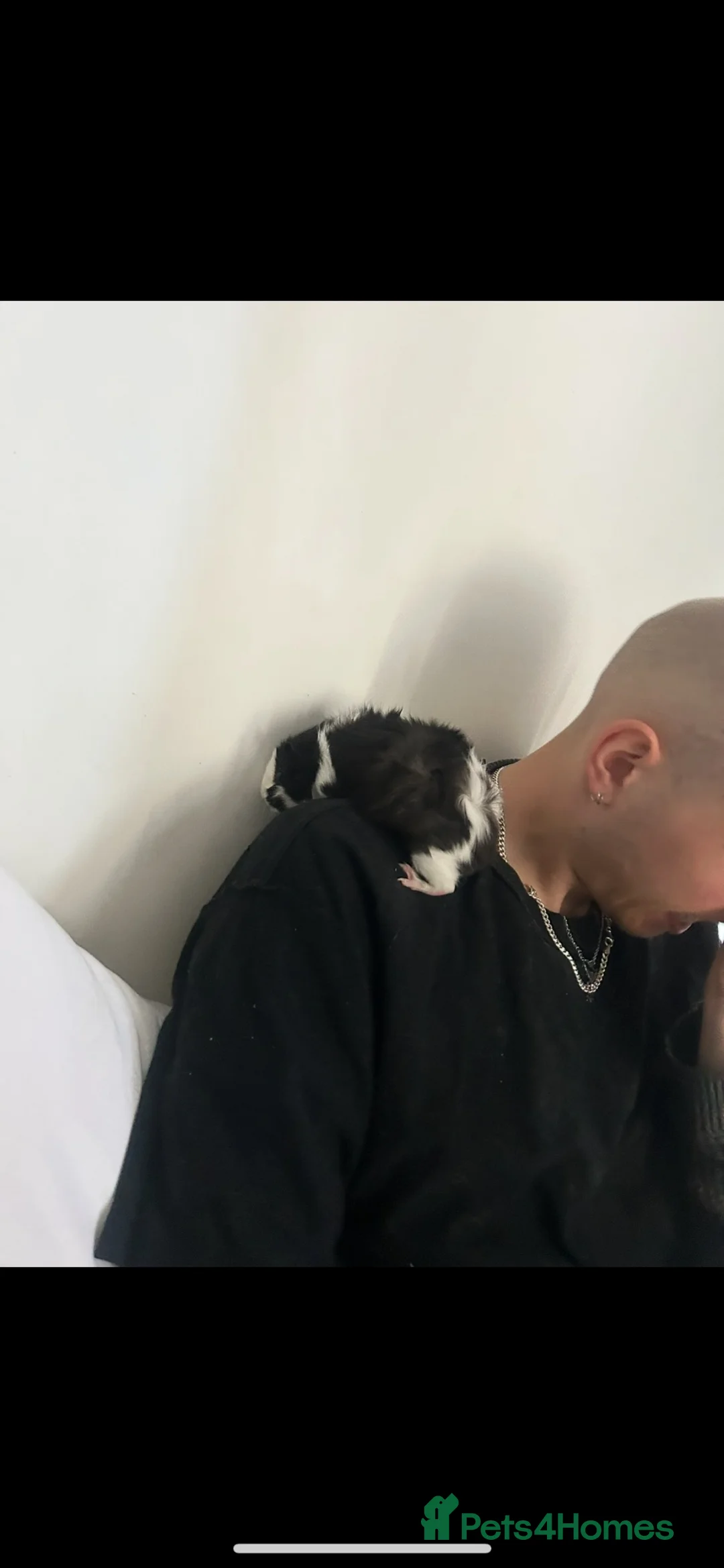 Guinea Pig rodents for sale: Beautiful female guinea pig in Northampton - Advert 6