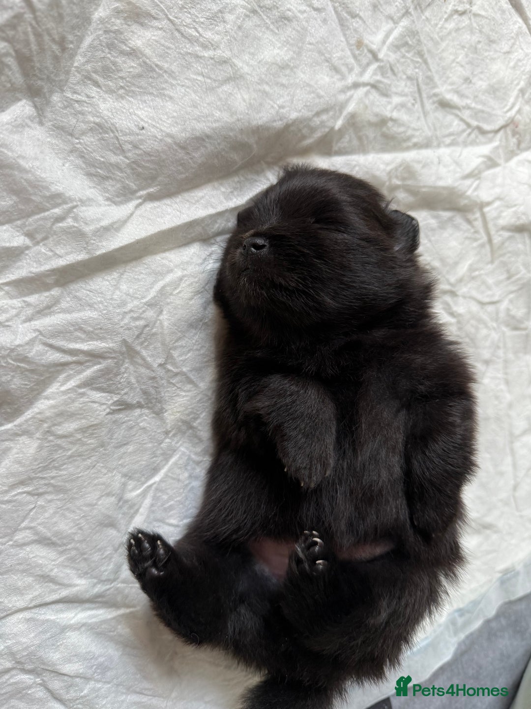 Pomeranian dogs for sale: Two Poms looking for forever home - Advert 15